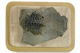 Enrolled Spiny Drotops Armatus Trilobite - Morocco #355818-2